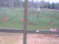 Field full of deer